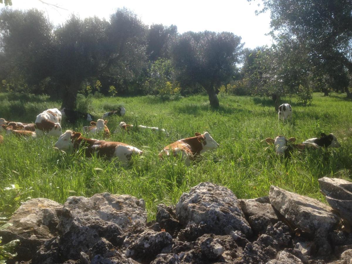 B&B Masseria Nuove Caselle Villa Castelli Exteriér fotografie